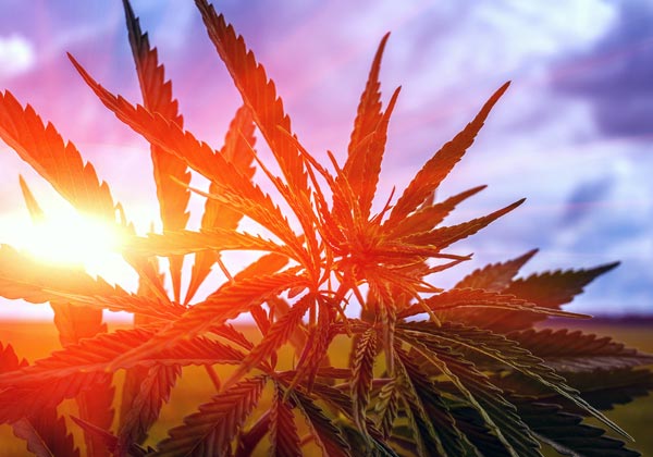 Marijuana Sunrise